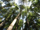 Forest Canopy